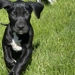 Great Dane Puppies from BkB’s House of Danes