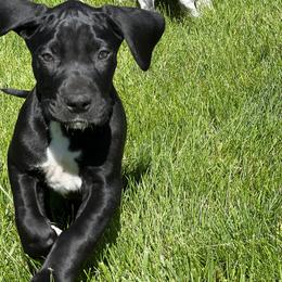 Great Dane Puppies from BkB’s House of Danes