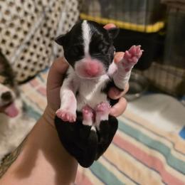 Mist - Tri-color female Border Collie puppy in Menasha, Wisconsin from Little Rose Retrievers