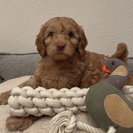 Australian Labradoodle and Labradoodle Puppies from Doodles_Ko