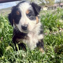 Aspen - Black tri-color female Australian Shepherd puppy in Preston, Idaho from KC Bar Ranch Aussies
