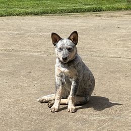 Australian Cattle Dogs from Flying J Homestead Cattle Dogs