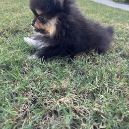 Dodge - Black and tan male Pomeranian puppy in Scottsdale, Arizona from Pomeranian Puppy Paradise