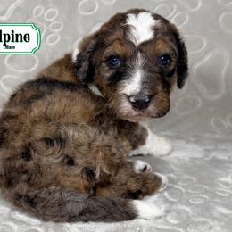 Alpine - Sable male Bernedoodle puppy in Milan, Indiana from Doodles & Spice