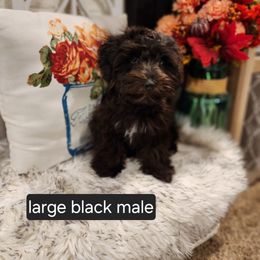 Miniature Schnauzer Puppies from J&L Floppy Eared Schnauzers