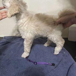 Lavender Collar - Flurry - White Poodle puppy in Phoenix, Arizona from Desert Diamond Poodles