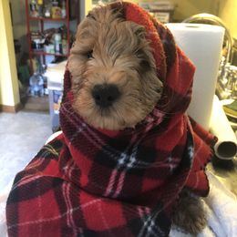 Goldendoodle Puppies from Dream Lake Doodles