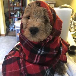 Goldendoodle Puppies from Dream Lake Doodles