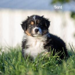 Bard - Black tri-color female Australian Shepherd puppy in Benton City, Washington from Eventide Australian Shepherds