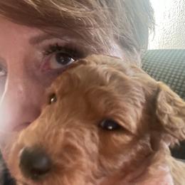 German Shorthaired Pointer and Goldendoodle Puppies from Leppards Kennel