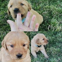 Poppy - Golden female Golden Retriever puppy in Farmington, Utah from Golden Haven Doodles