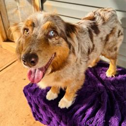 Dani - Red merle female Australian Shepherd puppy in Charlotte, North Carolina from Awesome Aussies