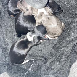 Dachshund Puppies from Dachshund Dad
