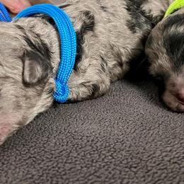 Bernedoodle and Poodle Puppies from Florida Prancy Paws