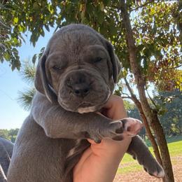 Purple collar - Blue female Great Dane puppy in Tyler, Texas from Blessed By Danes