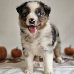 River - Blue merle female Australian Shepherd puppy in Mountain Grove, Missouri from K Bar H Farms