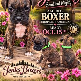 Gracie - Brindle female Boxer puppy in Pine River, Wisconsin from Jenks Boxers