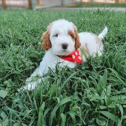 Chipper - Parti male Goldendoodle puppy in Austin, Texas from Cedarcrest Goldendoodles