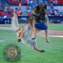 Gabbit - Belgian Tervuren