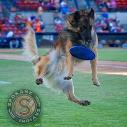 Gabbit - Belgian Tervuren