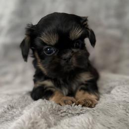 Rex - Black and tan male Shih Tzu puppy in Shawnee, Oklahoma from Black Velvet Shih Tzu