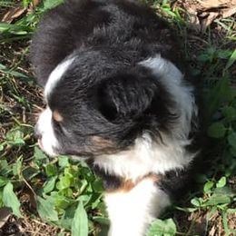 Miniature Australian Shepherds and Toy Australian Shepherds from Circle B Plus Farm
