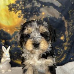 Everest - Blue roan and tan female Cockapoo puppy in Placerville, California from Rpuppies