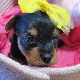 Yorkshire Terrier Puppies from Diana Wulff