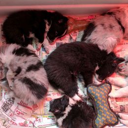 Bulldog and Shetland Sheepdog Puppies from Smooch-A-Bulls English Bulldogs & M&M Shelties