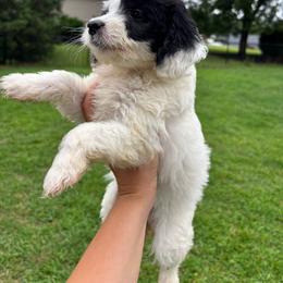 Trolli - Parti female Goldendoodle puppy in Anderson, South Carolina from M & L Pups