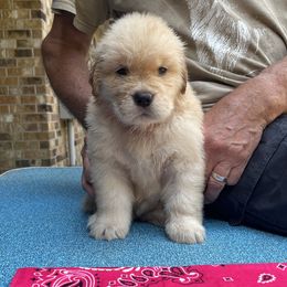 Girl 1 - Golden Retriever puppy in Shepherd, Texas from Wahkeen Golden Retrievers