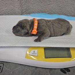 Orange collar - Gray brindle female Cane Corso puppy in Fritch, Texas from Carrie Brown's Cane Corsos