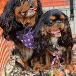 Cavalier King Charles Spaniel All Grown Up from Anita Barr's Cavalier King Charles Spaniels