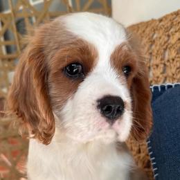 Watson (Blue) - Blenheim male Cavalier King Charles Spaniel puppy in Asheboro, North Carolina from Farmwood Cavaliers