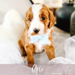 Arlo - Red  male Goldendoodle puppy in Mahomet, Illinois from Jordan Family Doodles