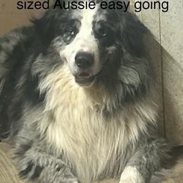 Bubba - Australian Shepherd