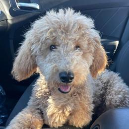 Nine - Goldendoodle