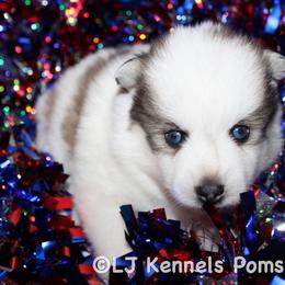 Erling - Gray and white male Pomsky puppy in Centerville, Iowa from LJ Kennels Pomskies, LLC