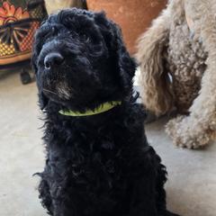 OJ - Black male Poodle puppy in El Paso, Texas from Greyzer Poodles