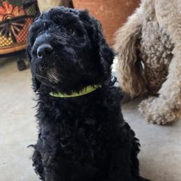 OJ - Black male Poodle puppy in El Paso, Texas from Greyzer Poodles