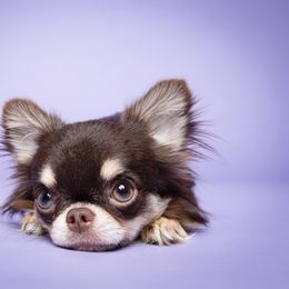Enzo - Chihuahua