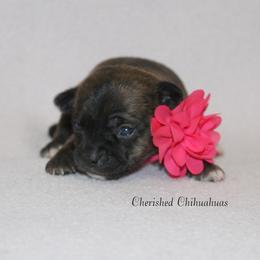 May - Fawn brindled black female Chihuahua puppy in Willamina, Oregon from Cherished Chihuahuas