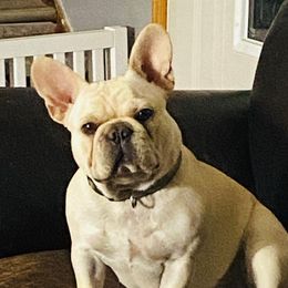 Bun Bun - French Bulldog