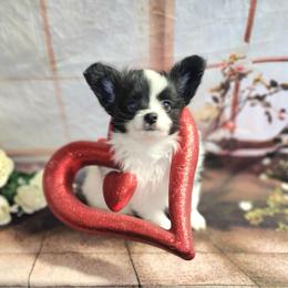 Percy - Black and white male Companion Cross puppy in Davenport, Washington from Lovely Ladies and Little Asses Miniature Equines (L3A Pomeranians & Papillons)