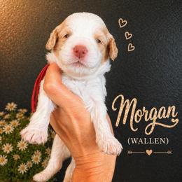 Morgan (Wallen) - Caramel cream male Australian Labradoodle puppy in Millville, California from Hope Lane Kennels