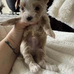 Cupid ( tiny toy) - Apricot male Maltipoo puppy in Fredericktown, Missouri from Doodle Pups Fur-Ever