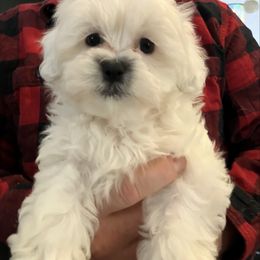 Noel - Black and white female Shihpoo puppy in Delaware, Ohio from 3 doodles’ littles