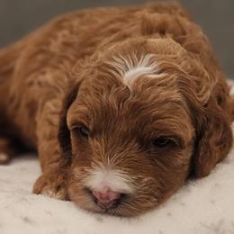 Trixie - Red female Cavapoo puppy in Glendale, Arizona from Cool Cavapoos