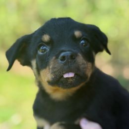 Girl 2 (Runt) - Black and mahogany female Rottweiler puppy in Gloster, Mississippi from Mississippi Rottweilers