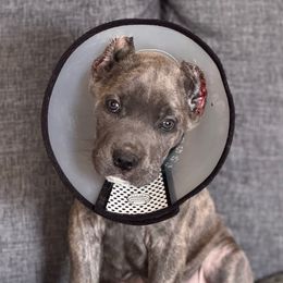 Bruce - Gray brindle male Cane Corso puppy in Compton, California from Urban League Cane Corso